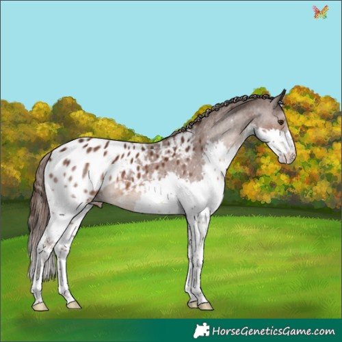 Horse Color:Liver Chestnut Splash Appaloosa 