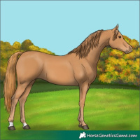 Horse Color:Chestnut 