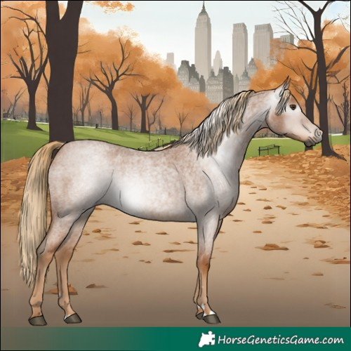Horse Color:Gray Red Roan 