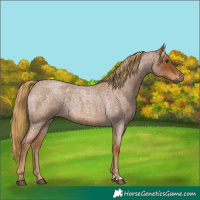 Horse Color:Gray Red Roan 