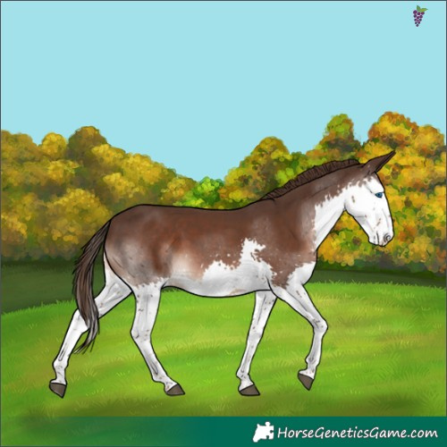 Horse Color:Liver Chestnut Splash 