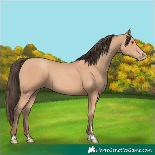 Horse Color:Amber Champagne 