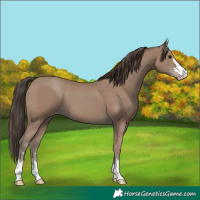 Horse Color:Classic Champagne 
