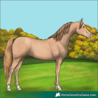 Horse Color:Gold Champagne 