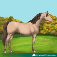 Horse Color:Amber Champagne 