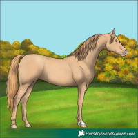Horse Color:Gold Champagne 