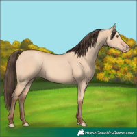 Horse Color:Amber Champagne Dun 