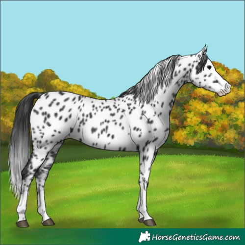 Horse Color:Black Splash Appaloosa 