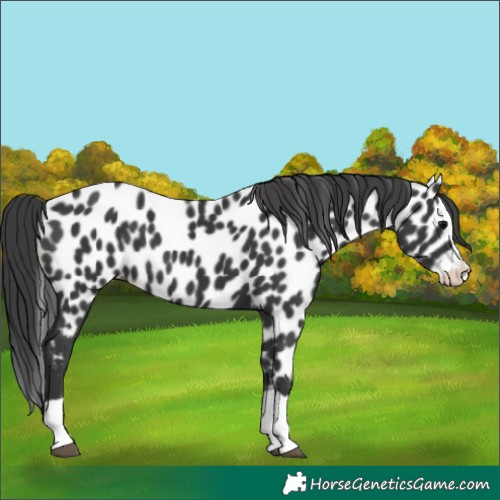 Horse Color:Black Splash Leopard 