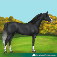 Horse Color:Black Splash Appaloosa 