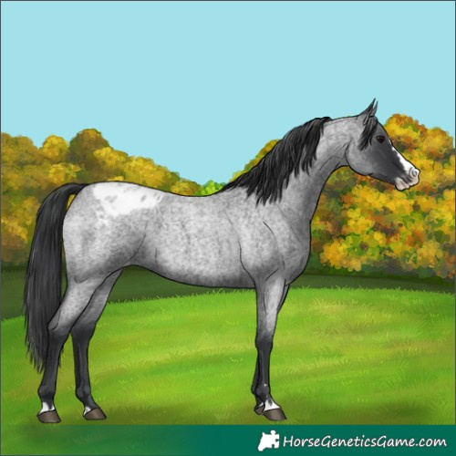Horse Color:Blue Roan Splash Appaloosa 