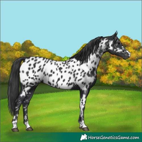 Horse Color:Black Appaloosa