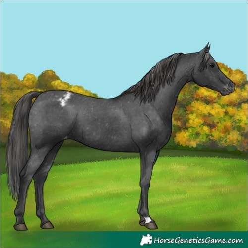 Horse Color:Black Appaloosa 