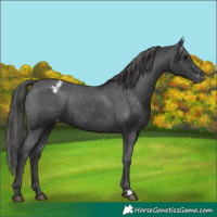 Horse Color:Black Appaloosa 
