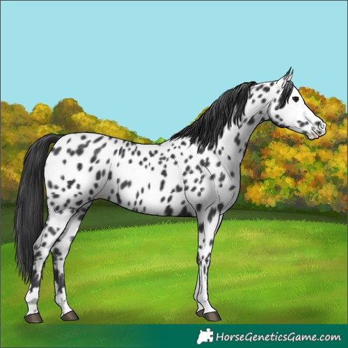 Horse Color:Black Appaloosa 
