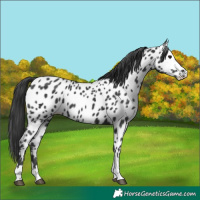 Horse Color:Black Appaloosa 