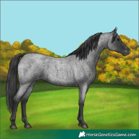 Horse Color:Blue Roan Appaloosa 