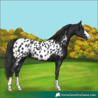 Horse Color:Black Appaloosa 