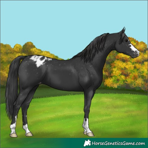 Horse Color:Black Appaloosa