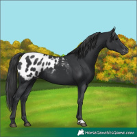 Horse Color:Black Appaloosa 