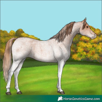 Horse Color:White Spotted Red Roan 