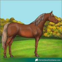 Horse Color:Chestnut 