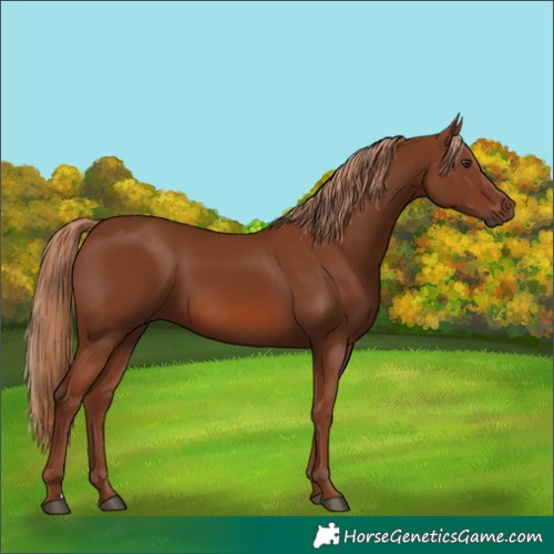 Horse Color:Chestnut 