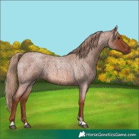 Horse Color:Red Roan 