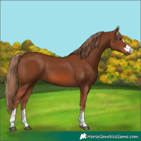 Horse Color:Chestnut 