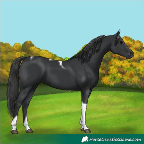 Horse Color:Black Tobiano 