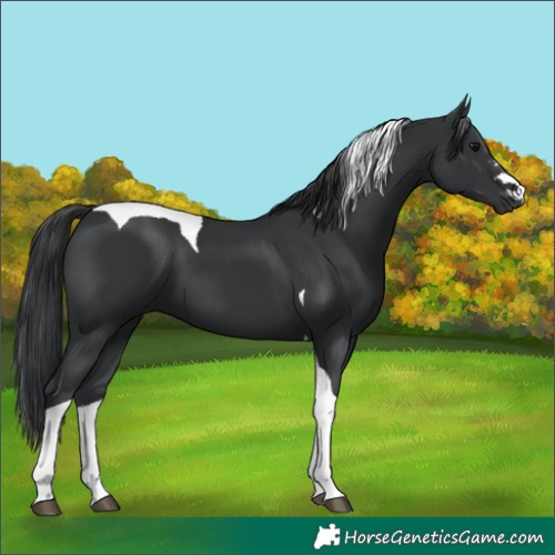 Horse Color:Black Tobiano 