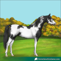 Horse Color:Black Tobiano Frame 