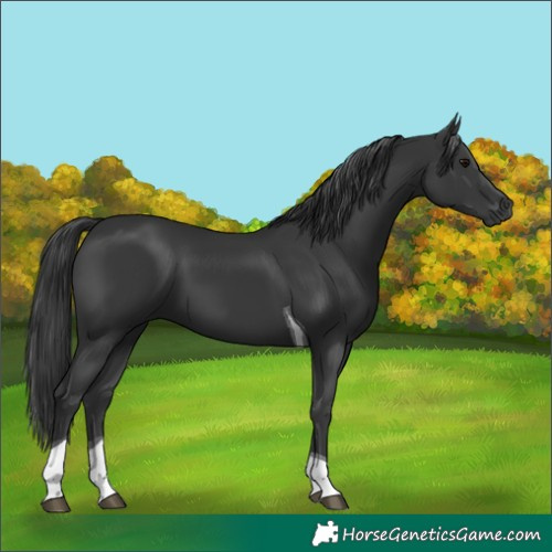 Horse Color:Black Tobiano 