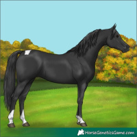 Horse Color:Black Tobiano 