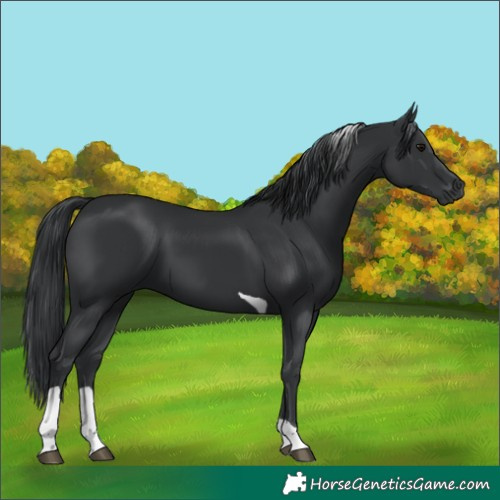 Horse Color:Black Tobiano 