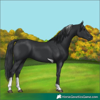 Horse Color:Black Tobiano 