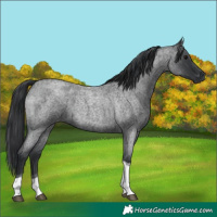 Horse Color:Blue Roan Tobiano 