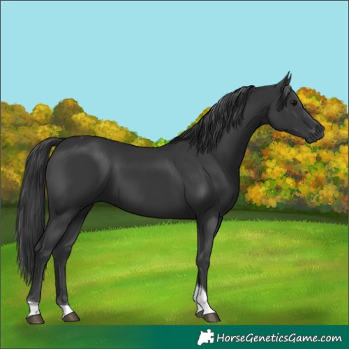 Horse Color:Black Tobiano 