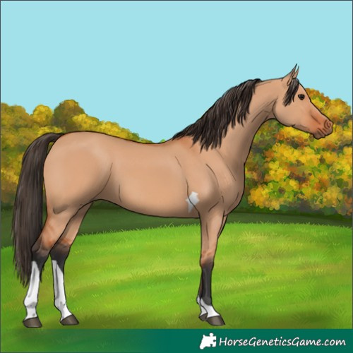 Horse Color:Bay Dun Tobiano 