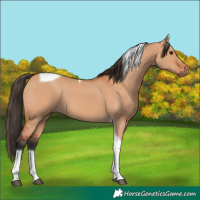 Horse Color:Bay Dun Tobiano 