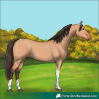 Horse Color:Bay Dun Tobiano 
