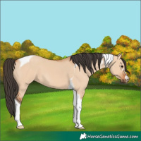 Horse Color:Bay Dun Tobiano 