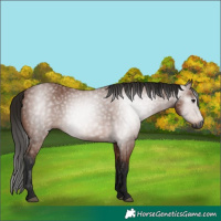Horse Color:Gray Bay 
