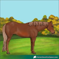Horse Color:Chestnut 