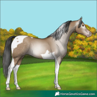 Horse Color:Gray Classic Champagne Dun Tobiano 