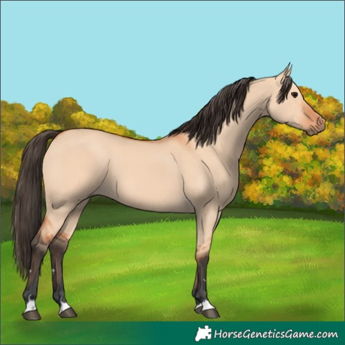 Horse Color:Bay Dun 