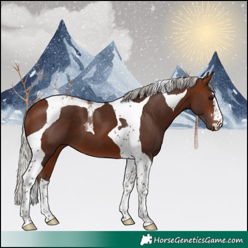 Horse Color:Silver Brown Tobiano 