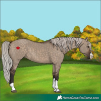 Horse Color:Silver Brown Dun