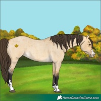 Horse Color:Buckskin Roan Dun Rabicano