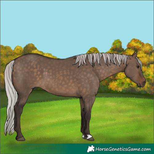 Horse Color:Silver Brown Dun 